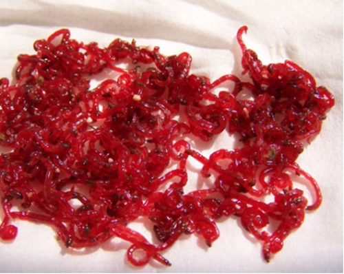 秋天用红虫饵料钓鱼方法_WWW.YUJUCEPING.COM