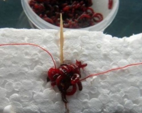 野钓诱钓鲫鱼的经验技巧_WWW.YUJUCEPING.COM