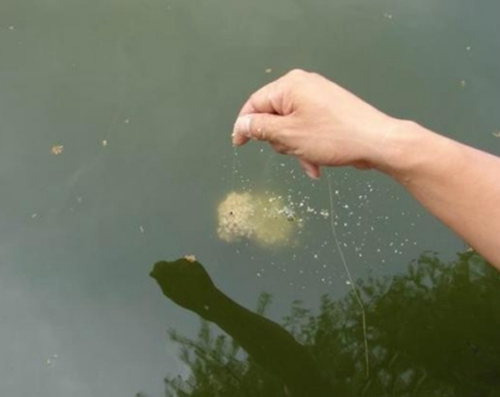 黑坑钓滑口鱼技巧_WWW.YUJUCEPING.COM