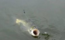 水库野钓鲢鱼的几个方法