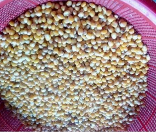 自制底钓鲤鱼臭玉米饵料配方_WWW.YUJUCEPING.COM