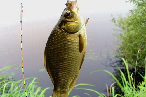 根据鱼觅食时间找钓鱼最佳时机_WWW.YUJUCEPING.COM