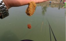 小黄面配什么小药好
