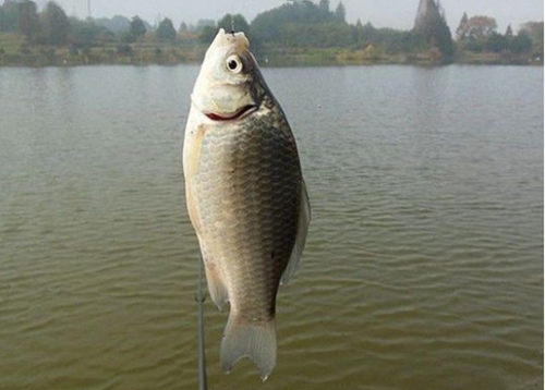 秋冬鲢鳙在水层哪个位置_WWW.YUJUCEPING.COM