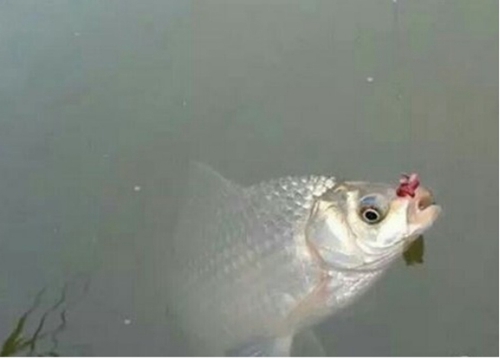 鲤鱼是浮钓好还是底钓好_WWW.YUJUCEPING.COM