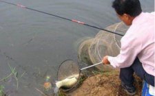 钓鱼怎么判断打桩