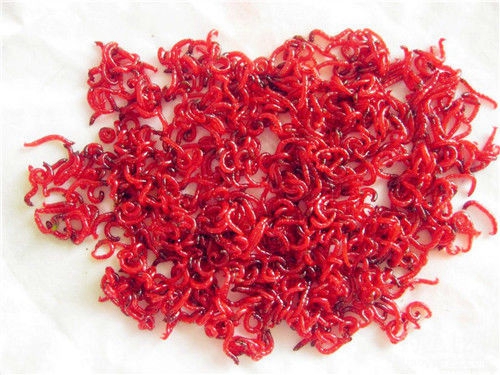 蚯蚓和红虫哪个钓鱼好_WWW.YUJUCEPING.COM
