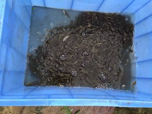 鱼起浮的原因和应对方法_WWW.YUJUCEPING.COM