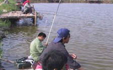 夏天钓大鲫鱼窝料饵料配方