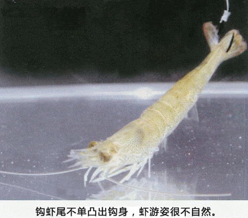 筏钓翘嘴技巧_WWW.YUJUCEPING.COM