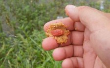 钓鱼秘诀钓饵诱饵合一