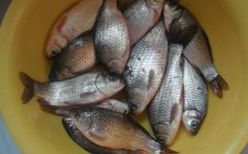 钓底鱼的吃食动作及浮漂反应