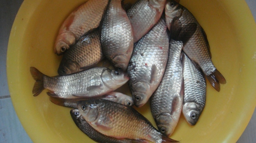 钓底鱼的吃食动作及浮漂反应_WWW.YUJUCEPING.COM