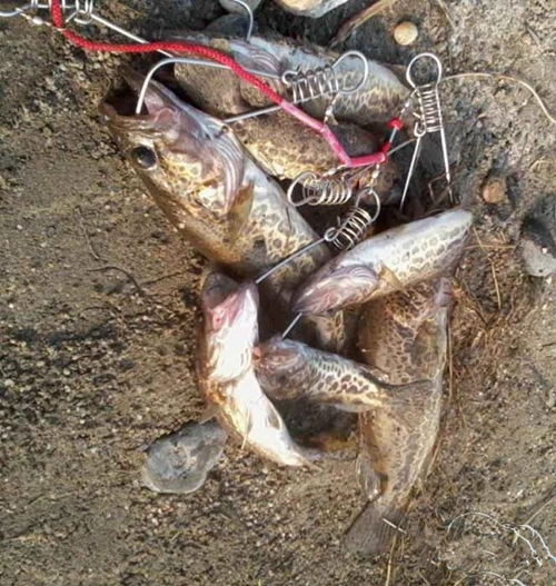 钓底鱼的吃食动作及浮漂反应_WWW.YUJUCEPING.COM