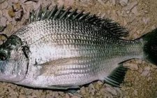 海矶钓常见的鱼种有哪些