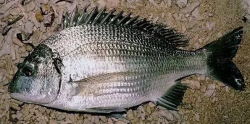 海矶钓常见的鱼种有哪些_WWW.YUJUCEPING.COM