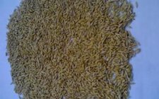 麦粒蜂蜜双效野钓饵料配方