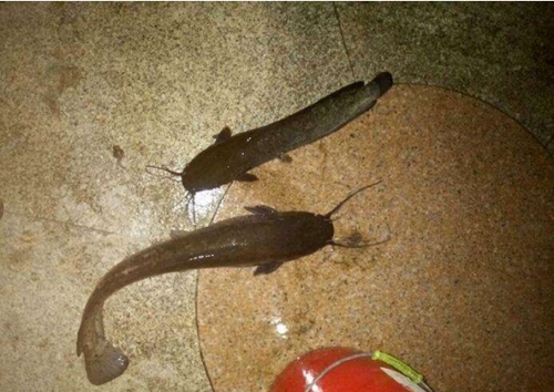 鸡肝钓鱼效果怎么样_WWW.YUJUCEPING.COM