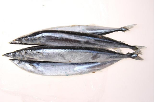 常见鱼种海钓技巧_WWW.YUJUCEPING.COM