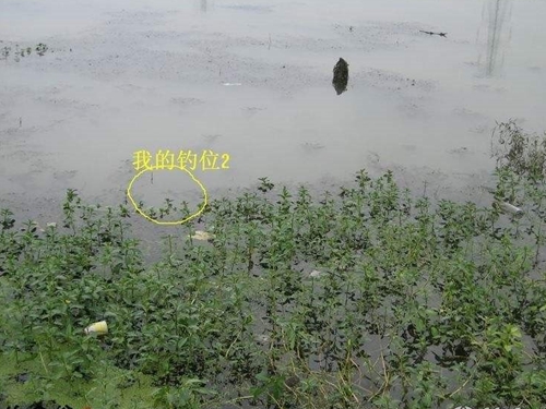 草窝钓怎么打窝_WWW.YUJUCEPING.COM