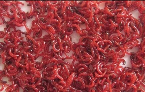 传统钓用什么饵好_WWW.YUJUCEPING.COM