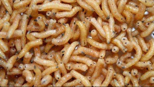 传统钓用什么饵好_WWW.YUJUCEPING.COM