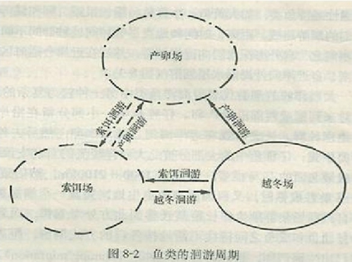 洄游是什么_WWW.YUJUCEPING.COM
