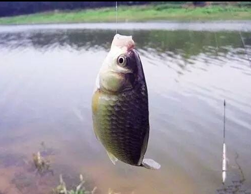 冬天钓鱼一般用什么小药_WWW.YUJUCEPING.COM