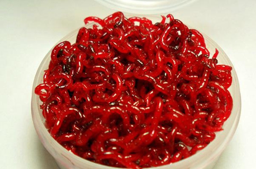初冬钓鲫鱼用什么饵料好_WWW.YUJUCEPING.COM
