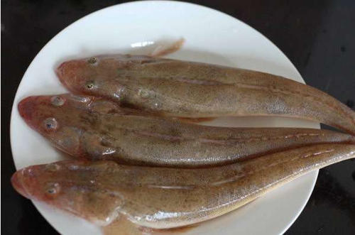牛尾鱼是什么_WWW.YUJUCEPING.COM