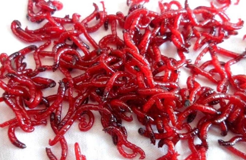 冬天钓鱼怎么选择红虫饵_WWW.YUJUCEPING.COM