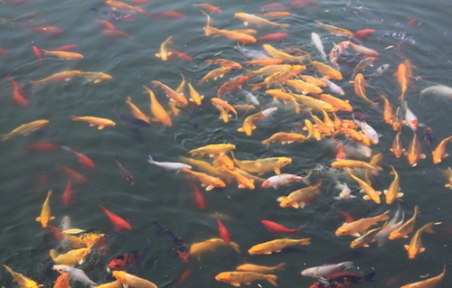 水中氧气含量测定影响鱼类的生存_WWW.YUJUCEPING.COM