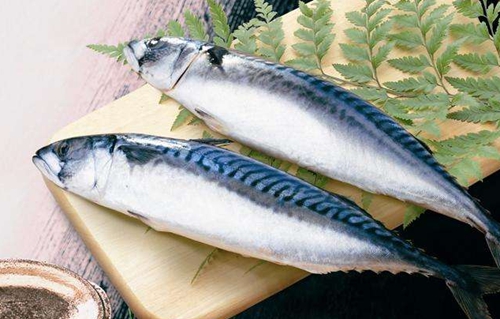 鲐鱼是什么鱼_WWW.YUJUCEPING.COM