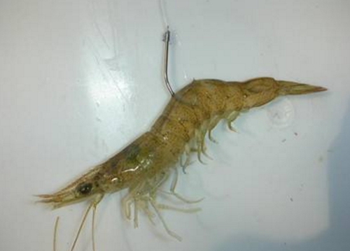 虾饵是什么_WWW.YUJUCEPING.COM