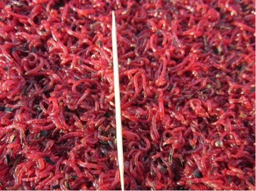 红虫的正确饲养方法_WWW.YUJUCEPING.COM