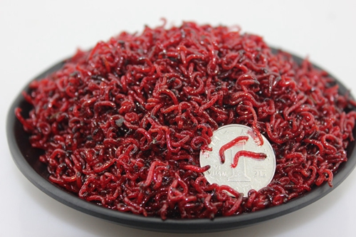 红虫拉饵的选用技巧_WWW.YUJUCEPING.COM
