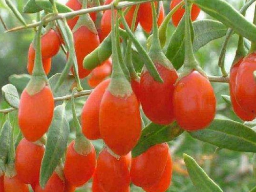 钓鱼可以用哪些水果饵_WWW.YUJUCEPING.COM