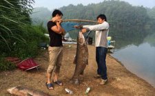青鱼咬钩的浮漂动作特征