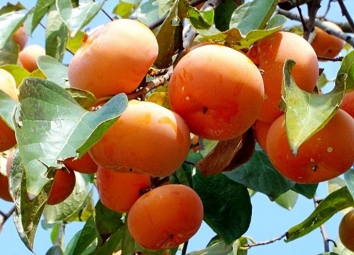 钓鱼可以用哪些水果饵_WWW.YUJUCEPING.COM