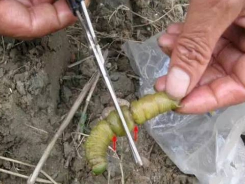 挂饵是什么_WWW.YUJUCEPING.COM