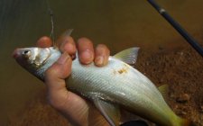 钓鳊鱼常用方法