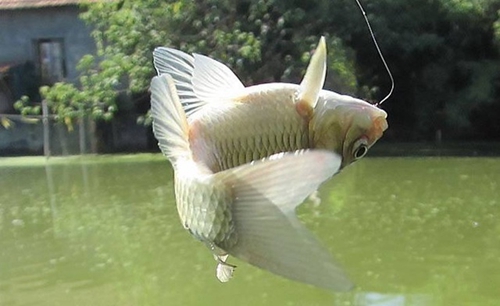 飞鱼的技巧_WWW.YUJUCEPING.COM