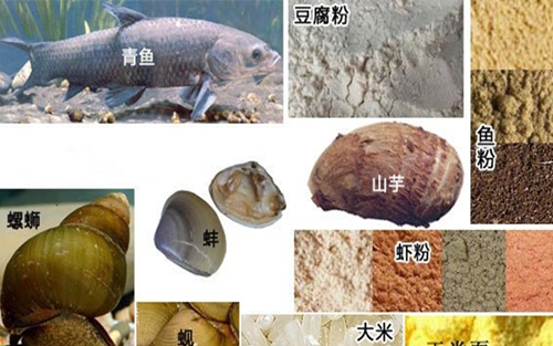 钓青鱼用什么饵料好_WWW.YUJUCEPING.COM