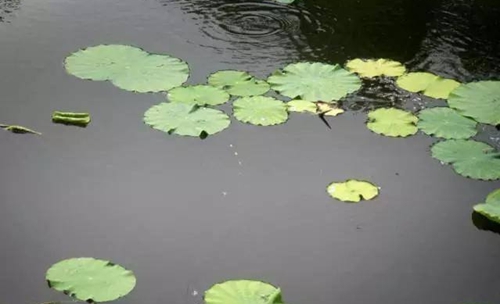 追星钓是什么_WWW.YUJUCEPING.COM