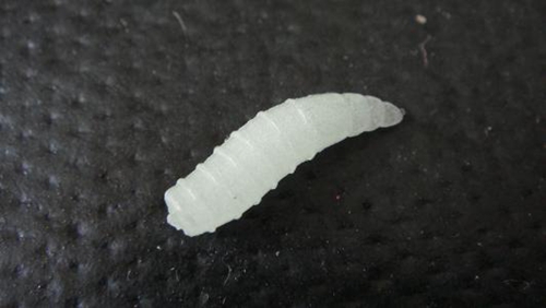 虫饵的种类_WWW.YUJUCEPING.COM