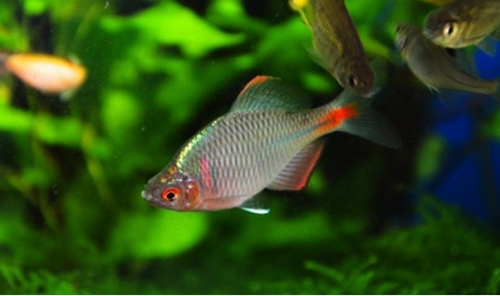 鳑鲏是什么鱼_WWW.YUJUCEPING.COM