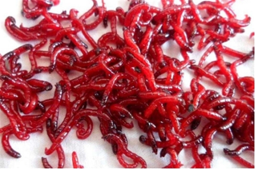 红虫怎么养才不死_WWW.YUJUCEPING.COM