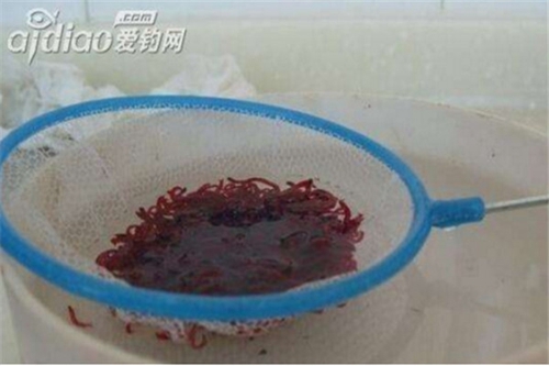红虫怎么养才不死_WWW.YUJUCEPING.COM