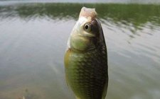 秋天野河钓鲫鱼的技巧