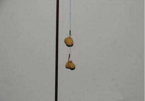 用新鲜玉米粒怎么钓鲤鱼_WWW.YUJUCEPING.COM